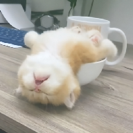 好色先生图片